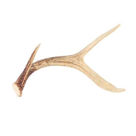 3 Point Deer Antler