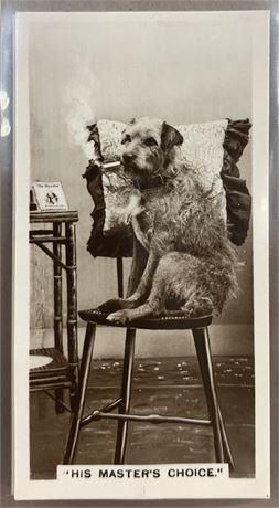 1933 Complete 27 pc Set Animal Photographs De Reszke Cigarette Trade Cards