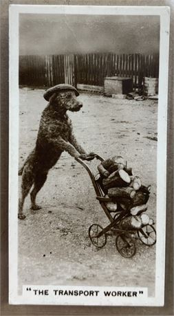 1932 Complete 27 pc Set Animal Photographs De Reszke Cigarette Trade Cards