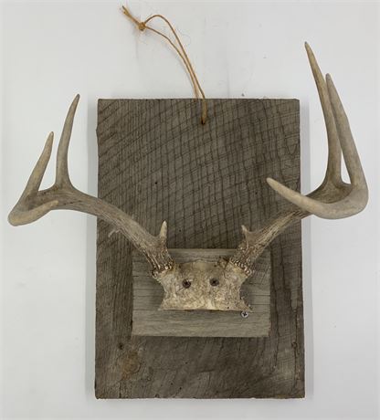 Rustic 8 point Buck Stag Antler Mount on Old Barn Wood Slab