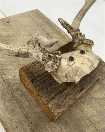 Rustic Atypical 7 point Buck Stag Antler Mount on Old Barn Wood Slab